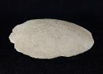 Scutella faujasi (DEFRANCE 1827) - Bild © FossNet FossilienStore
